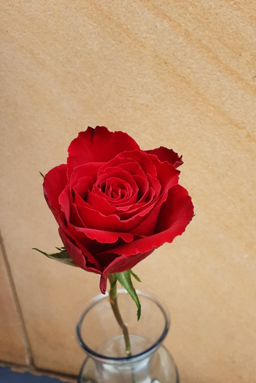 Single Stem Rose